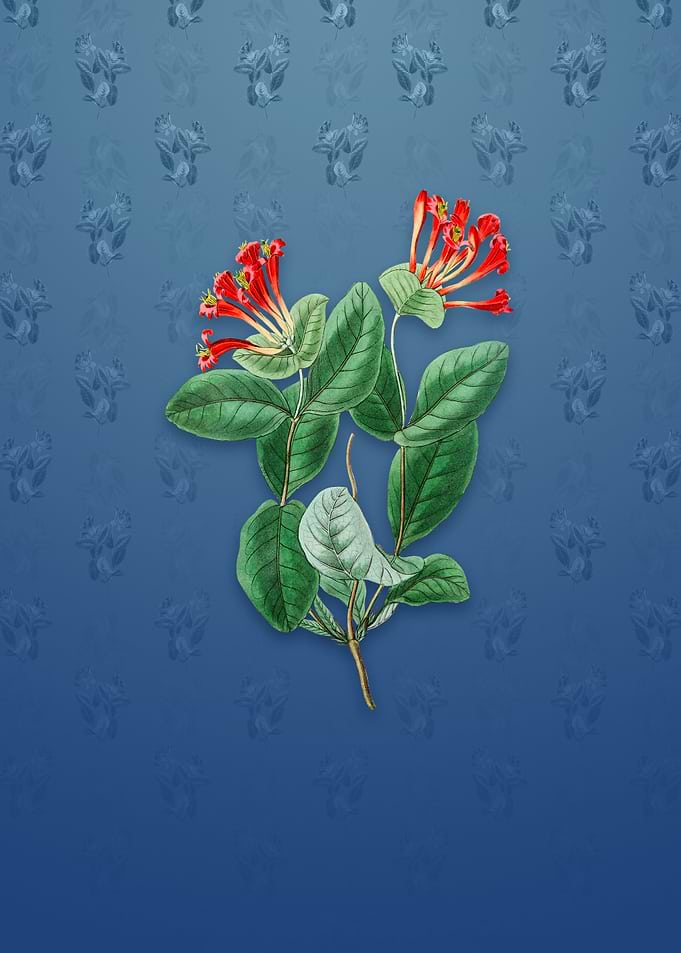 North West Honeysuckle