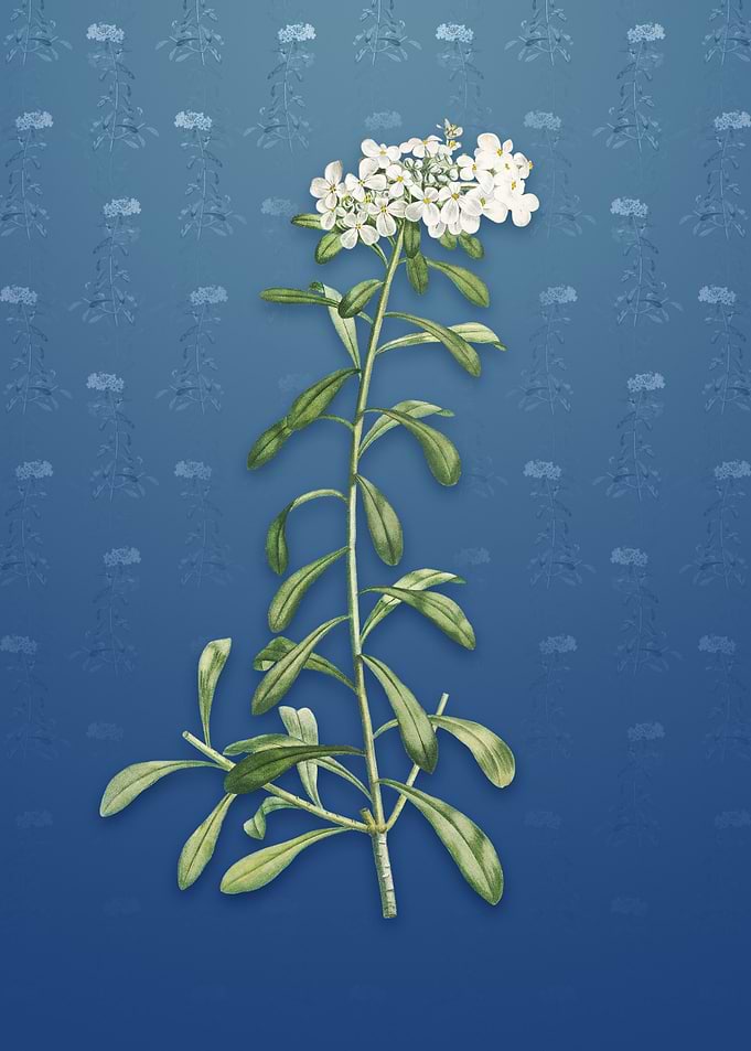Small White Flowers