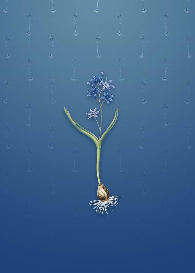 Vintage Alpine Squill