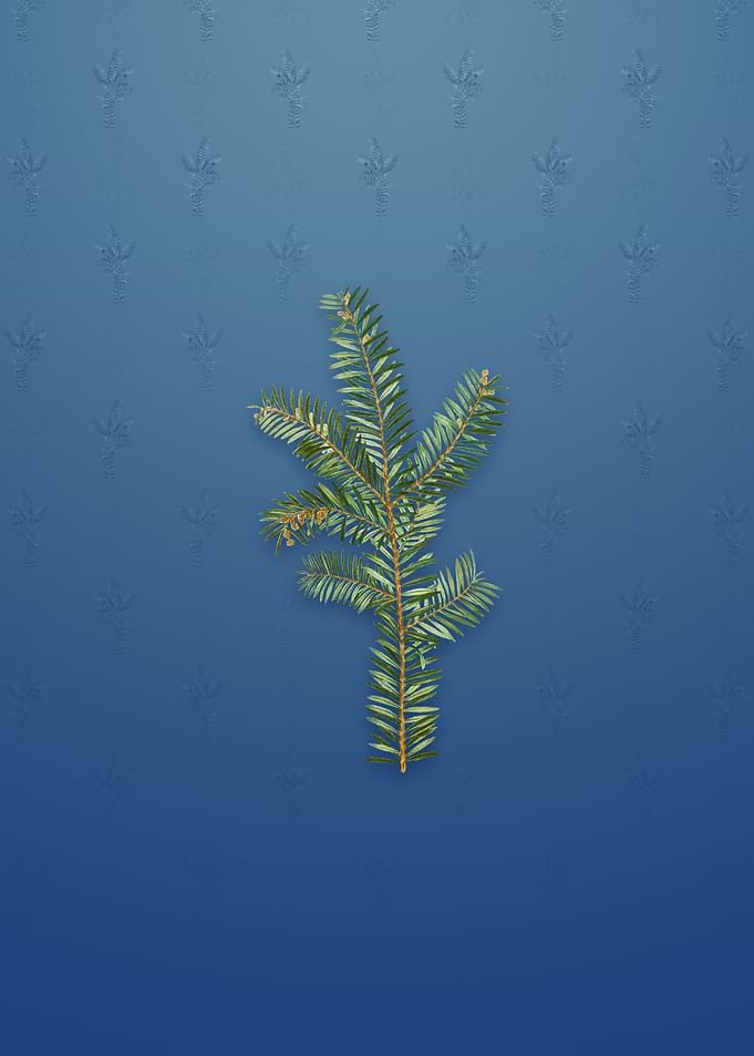 Vintage English Yew