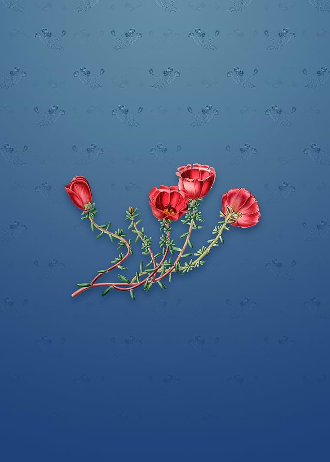 Gillies Purslane Flower