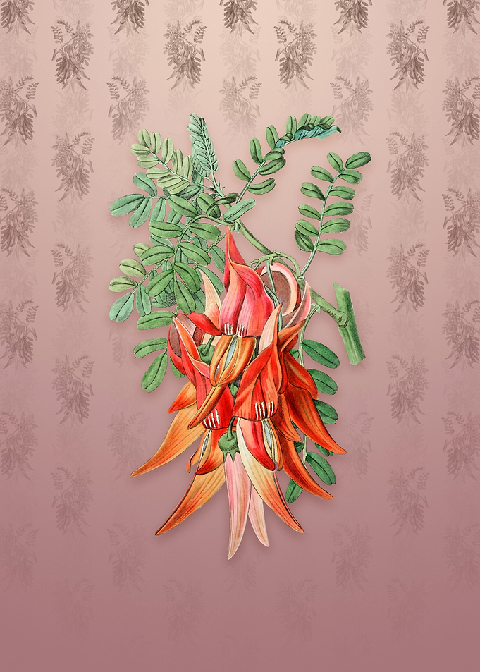Crimson Glory Pea Flower