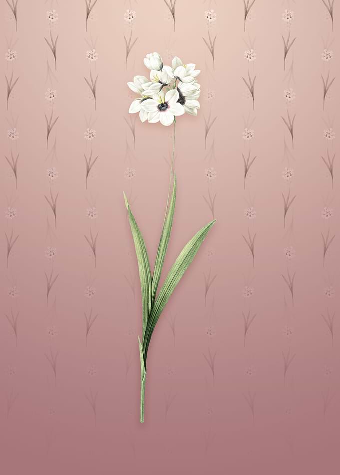 Vintage Ixia Maculata