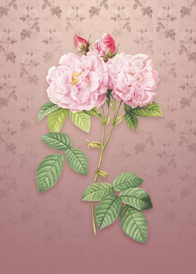 Italian Damask Rose