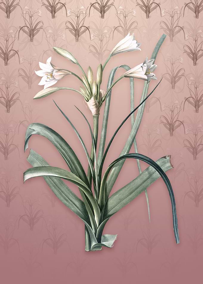 Vintage Malgas Lily