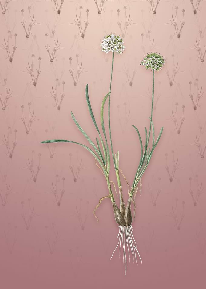 Allium Carolinianum