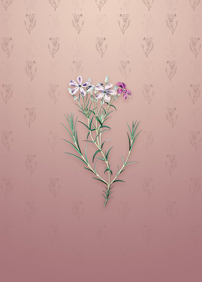 Vintage Shewy Phlox Flower