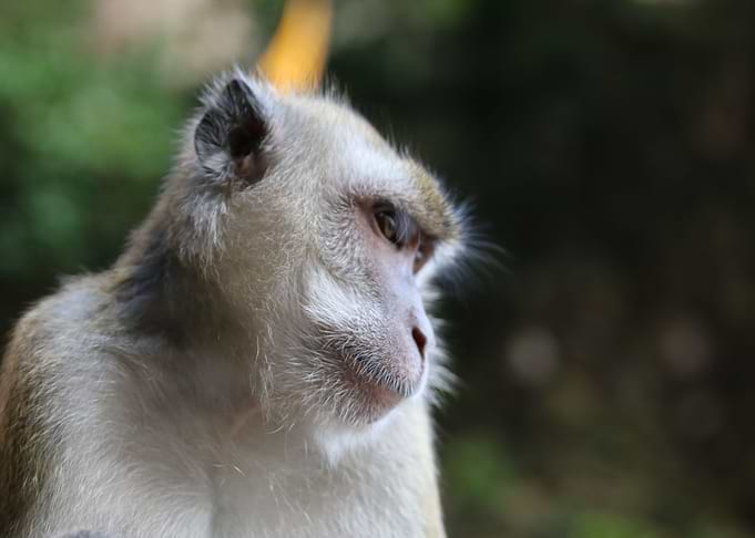 Monkey Business 2