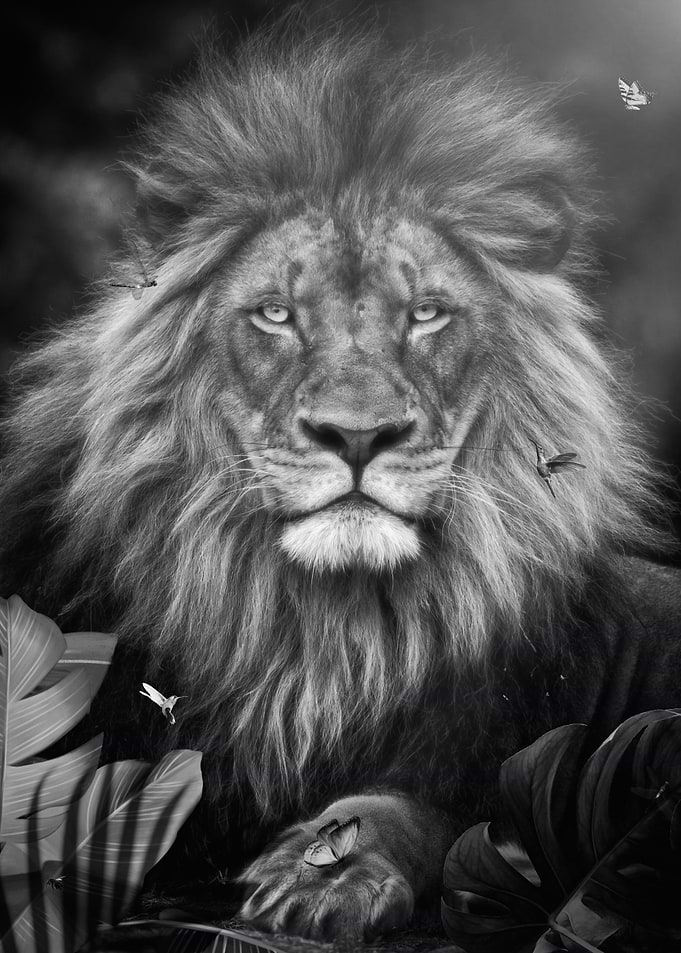 Lion in Black and White