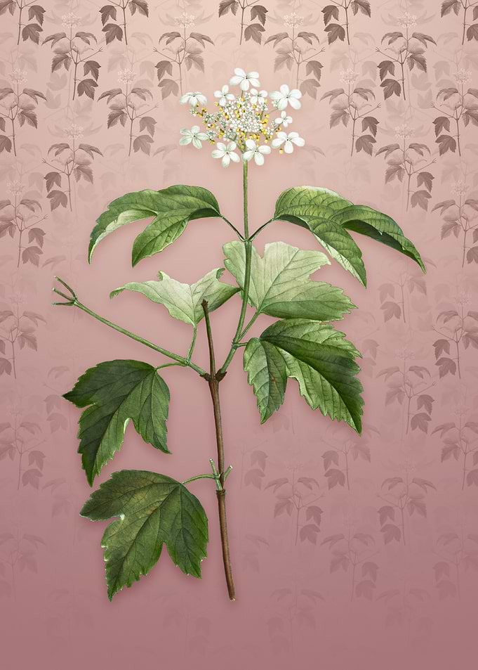 Vintage Guelder Rose