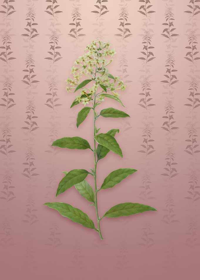 Vintage Green Cestrum