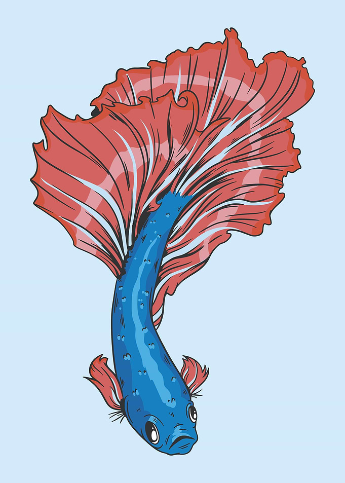 Betta Fish Animal Swimming