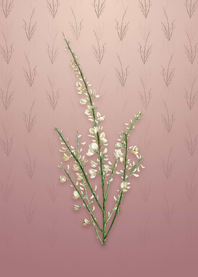 Vintage White Broom