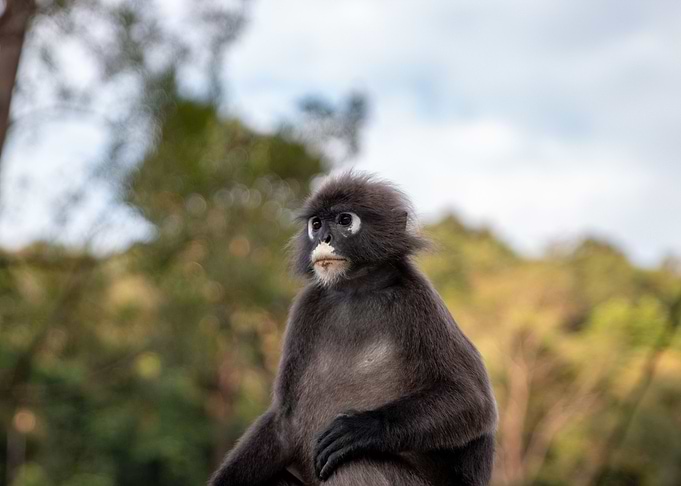 Monkey Business 3
