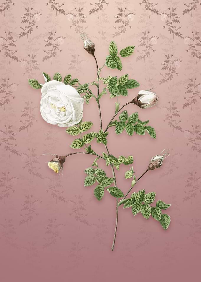 Silver Flower Hispid Rose