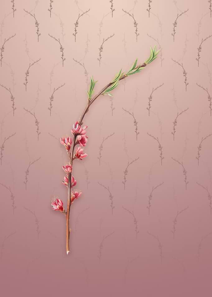 Vintage Peach Blossom
