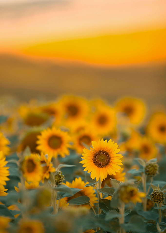 Sunflowers