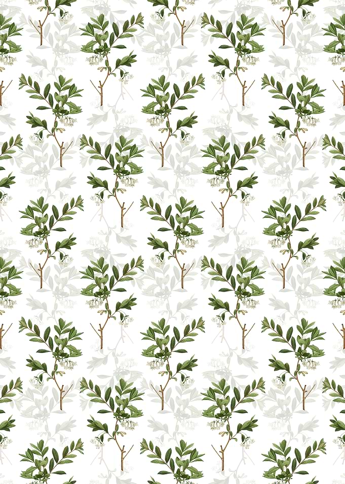 White Honeysuckle Plant
