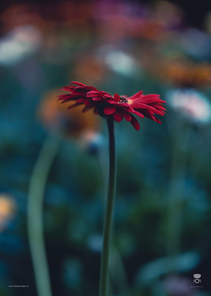 Barberton Daisy