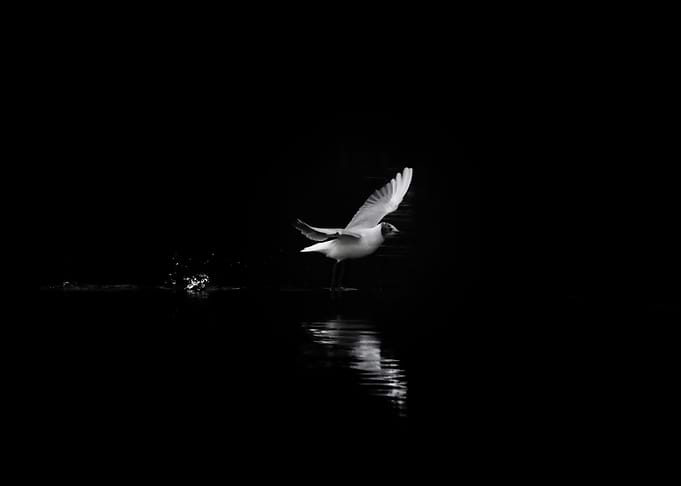 the hunting seagull