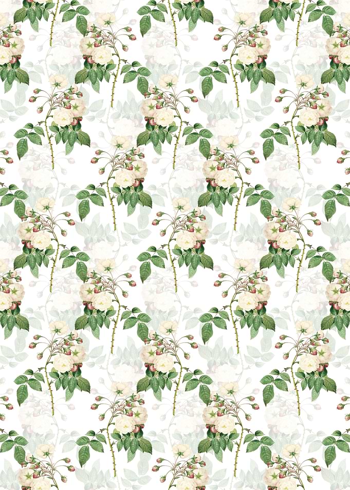 White Adelia Aurelianensis
