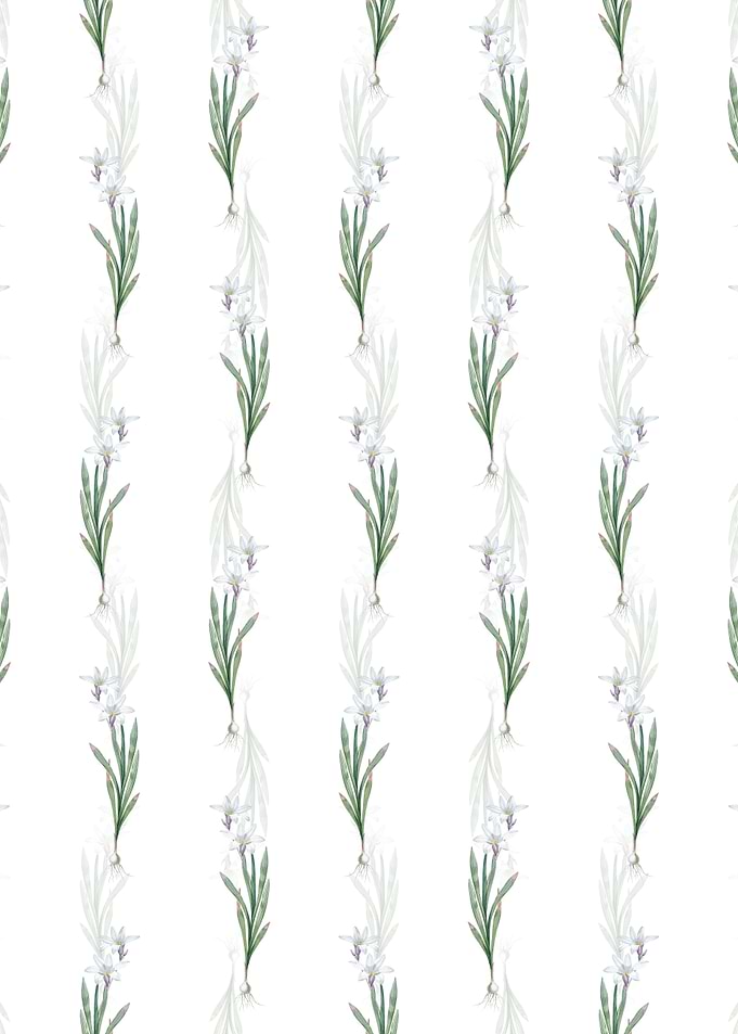 White Ixia Liliago Pattern