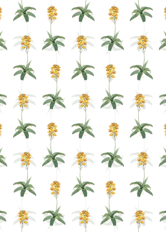 Floral Sun Star Pattern