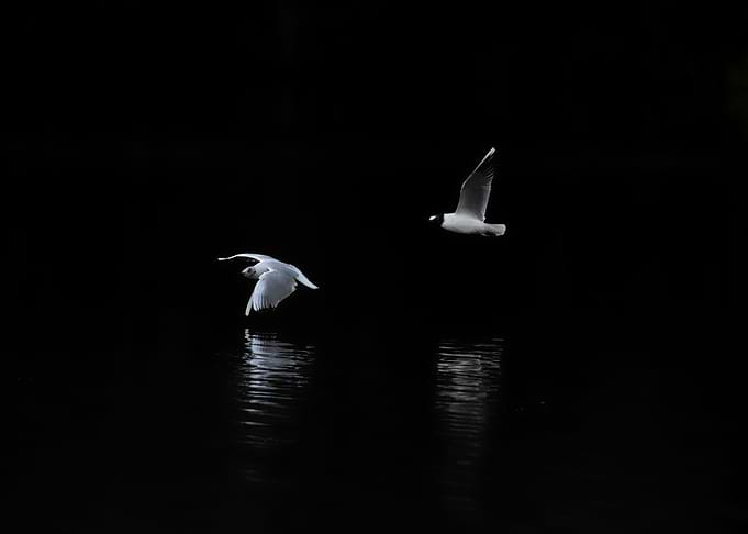 Nocturnal Ballet