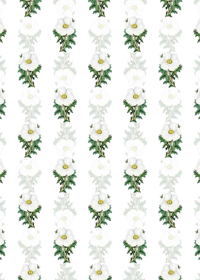 White Mexican Poppy Branch