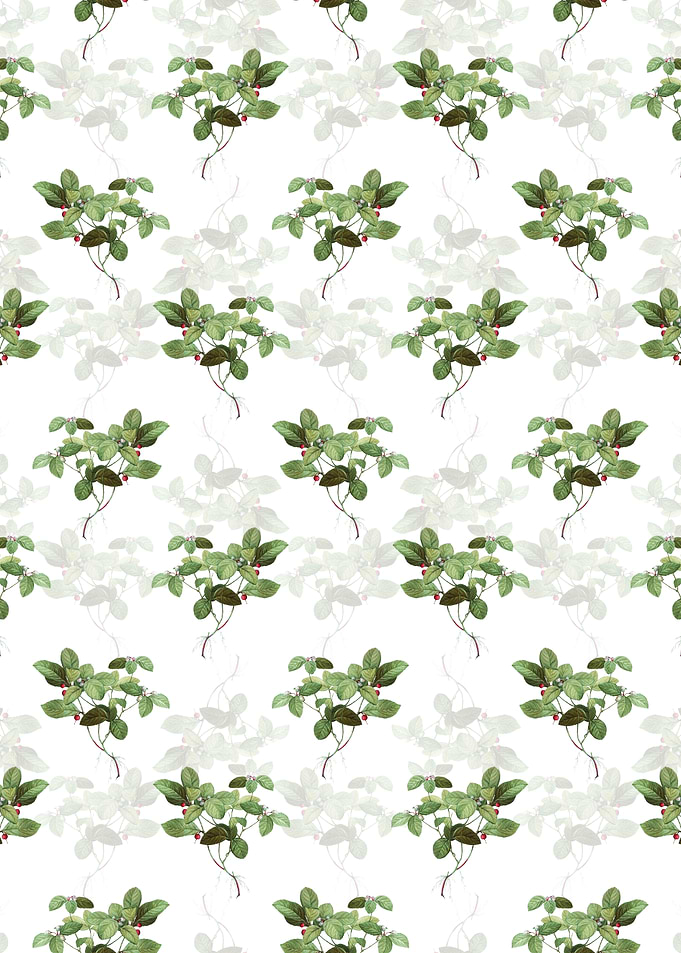 American Wintergreen Plant