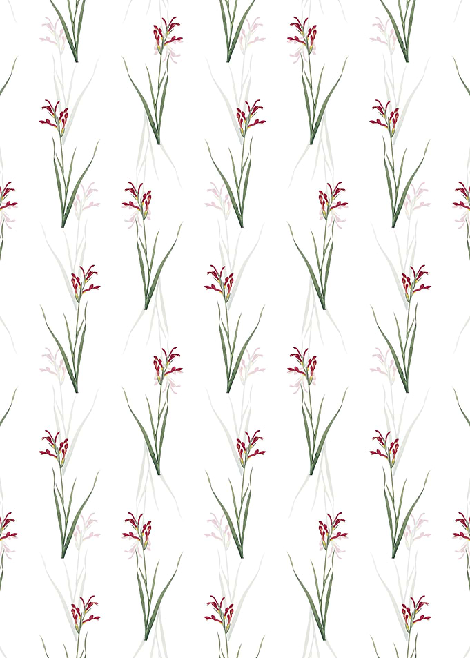 Gladiolus Cunonius Pattern