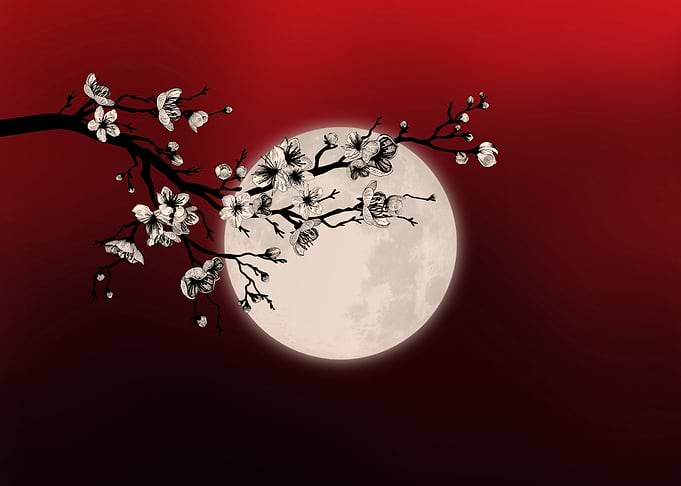 Sakura white blossom