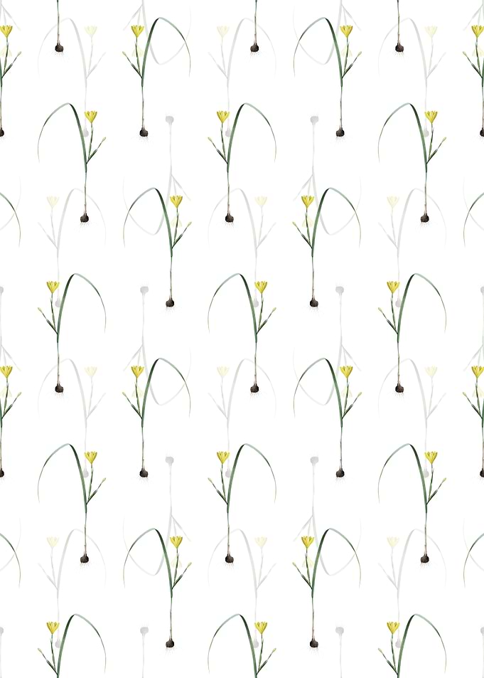 Floral Cape Tulip Pattern