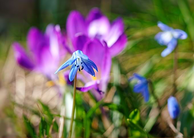 Scilla