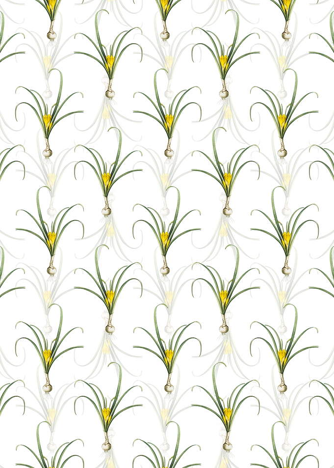 White Yellow Autumn Crocus