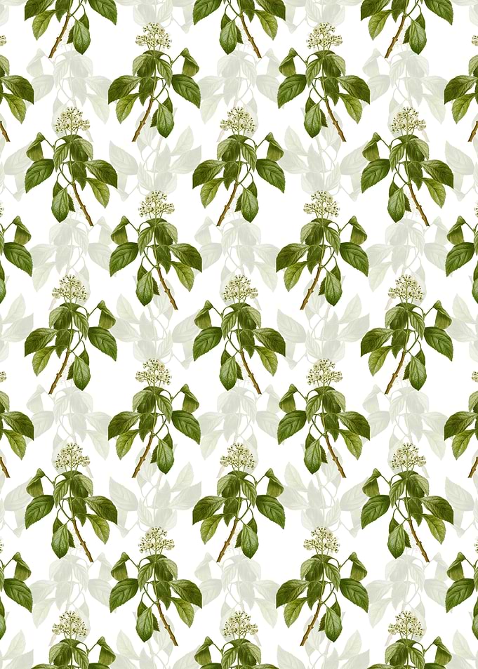 Climbing Hydrangea Pattern