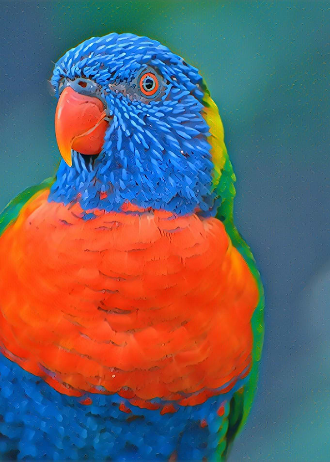 Rainbow Lorikeet