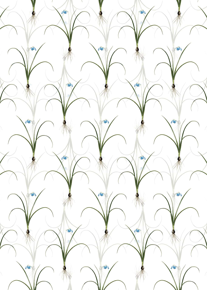 Floral Brimeura Pattern