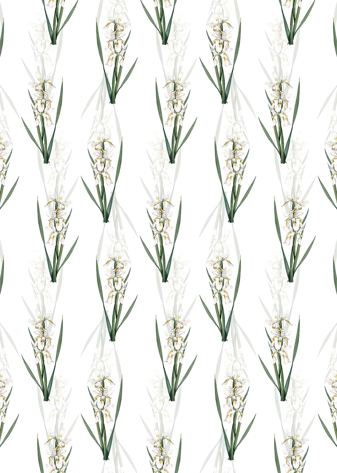 Yellow Banded Iris Pattern
