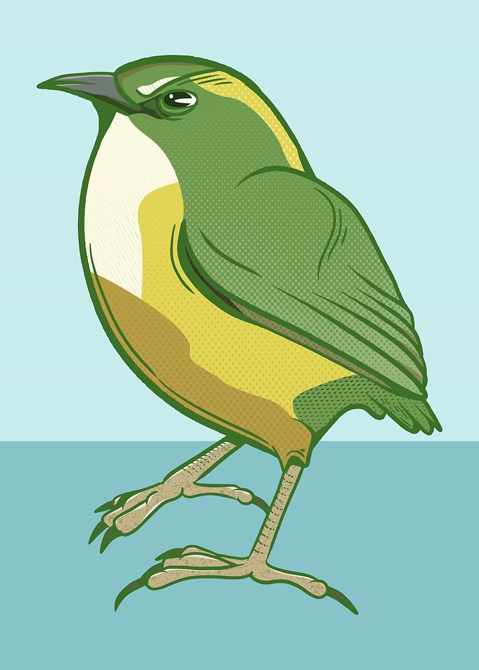 Rock wren Pwauwau