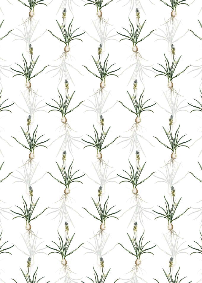 White Muscari Ambrosiacum