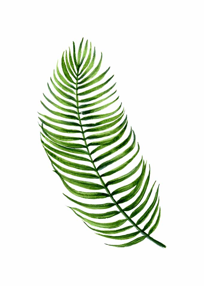 monstera