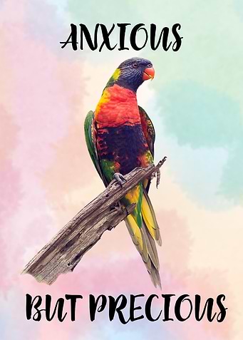 Rainbow Lorikeet