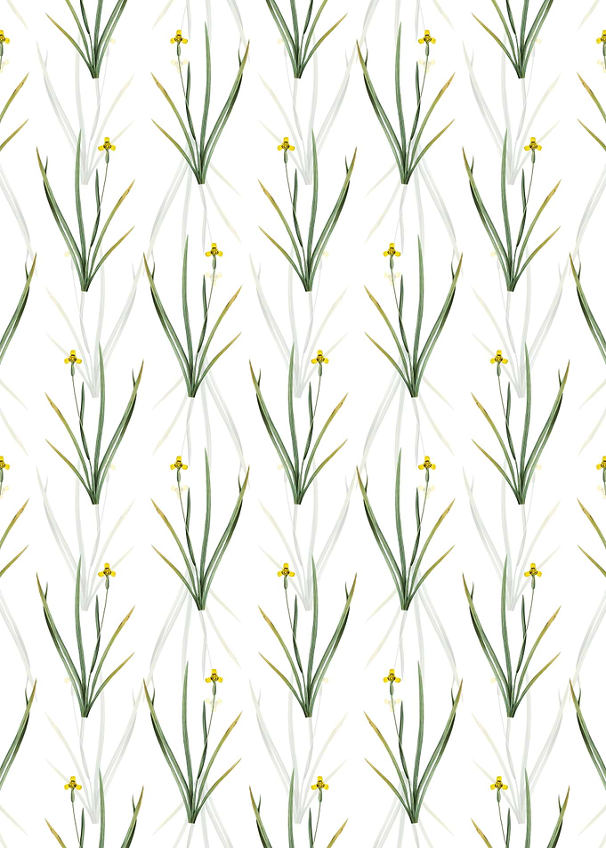 Iris Martinicensis Pattern