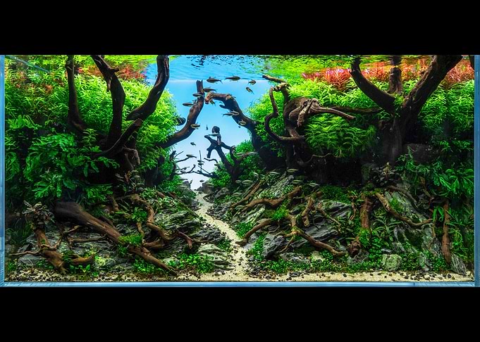 Nature Aquascape Aquarium