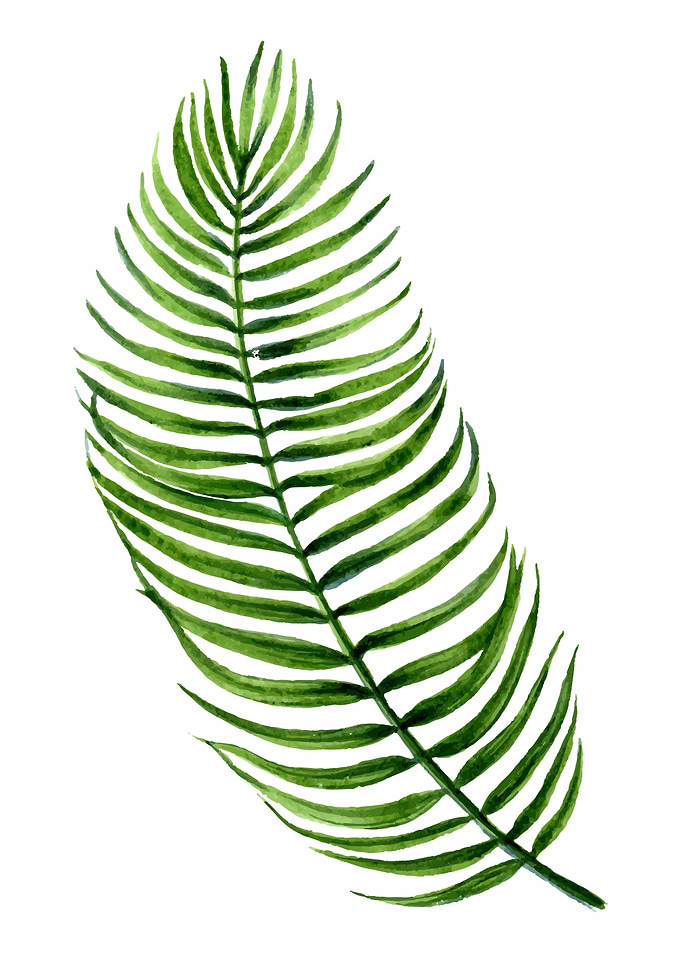 monstera