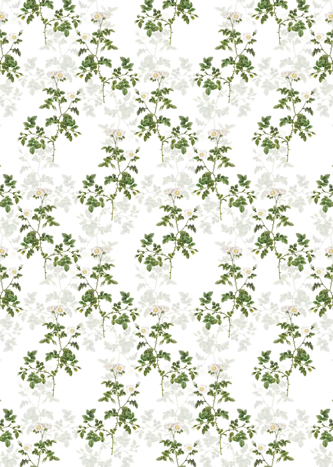 White Sweetbriar Rose
