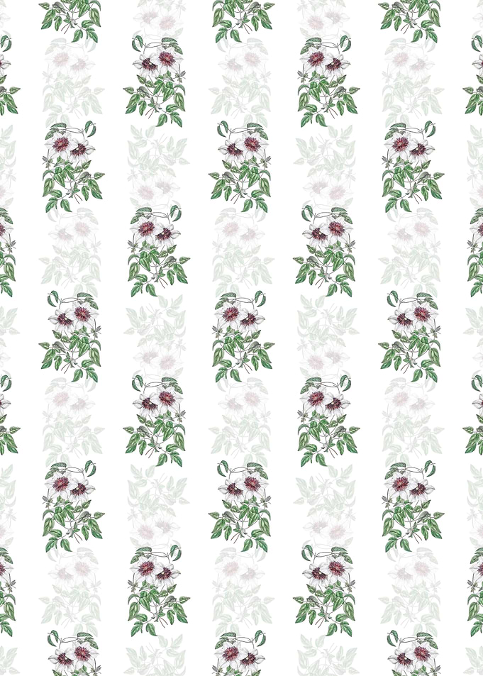 Siebalds Clematis Pattern