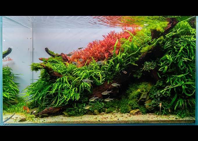 Nature Aquarium