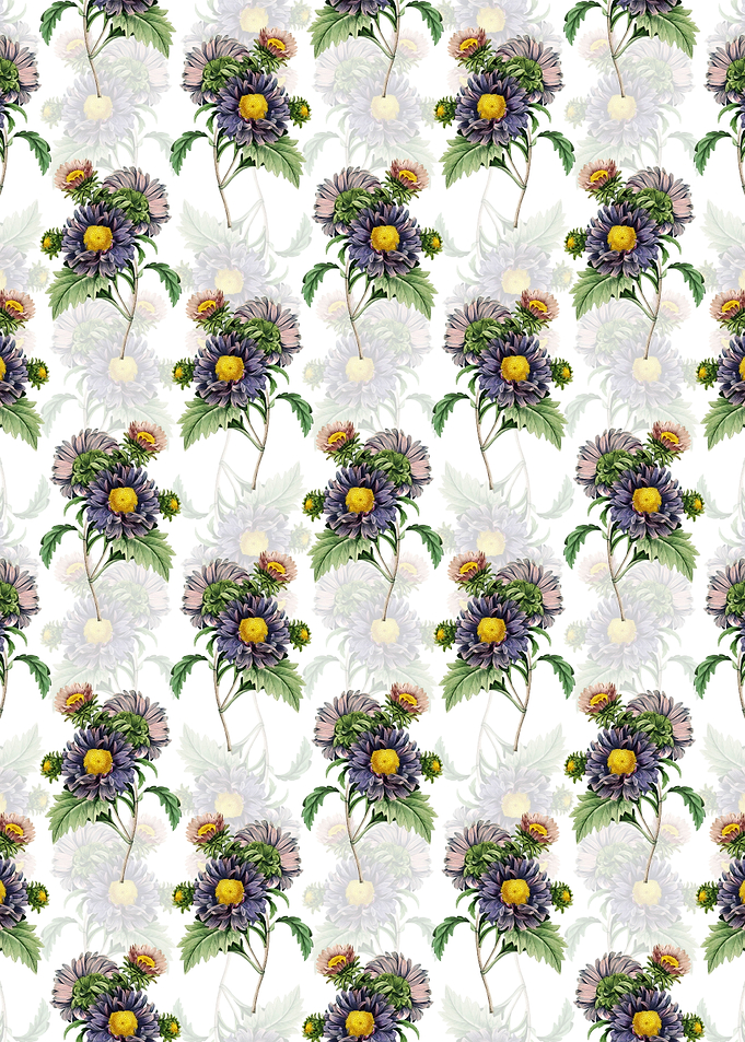 Floral China Aster Pattern